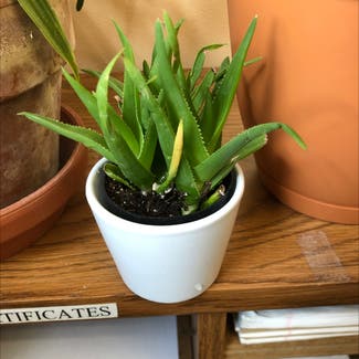 Aloe Vera plant in Eagleville, Pennsylvania