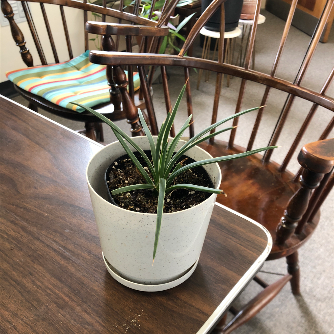 Potted Twin-Flowered Agave on a wooden table with chairs in the background.