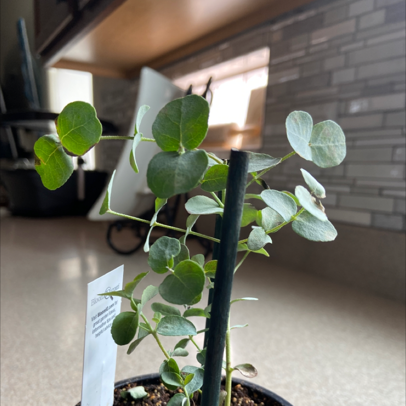 Healthy Silver Dollar Tree plant with round silvery leaves growing in a small black pot, photographed indoors.