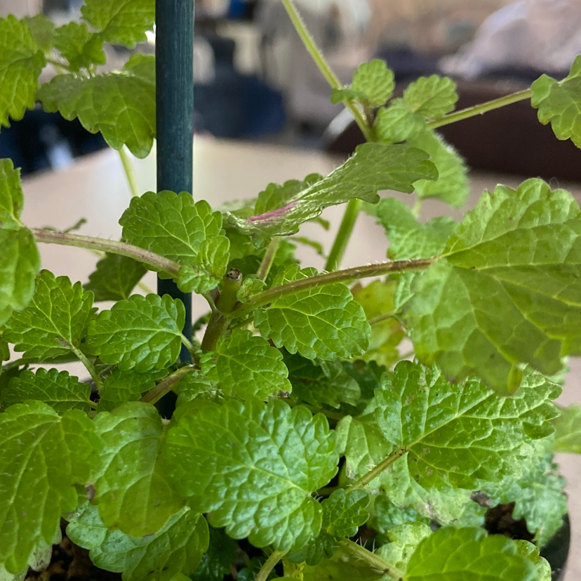 Healthy Lemon Balm plant with vibrant green leaves, well-framed and in focus.