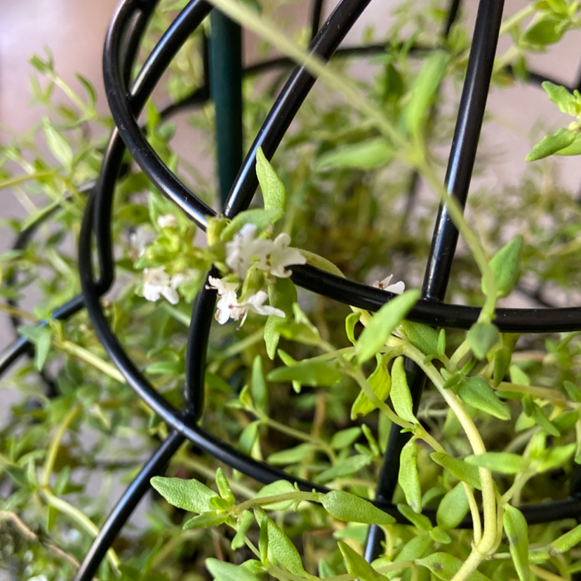 Close-up of a healthy, mature common thyme plant with delicate green leaves, wiry stems and tiny white flowers blooming throughout.
