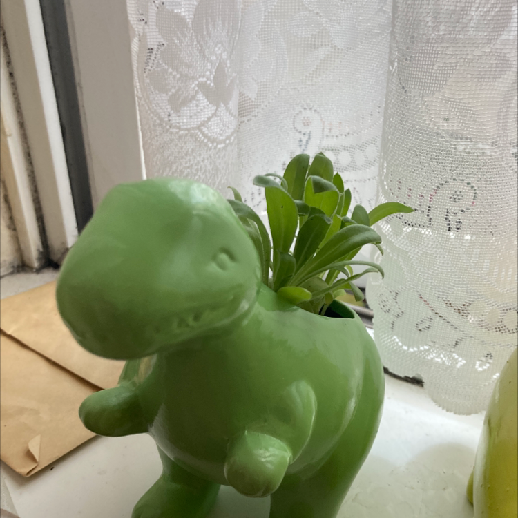 Photo of the plant species Marigold by @sam.powell named George Jr on Greg, the plant care app
