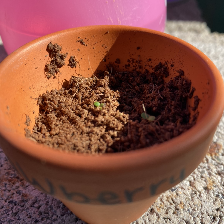 Small terracotta pot with soil and tiny green strawberry seedlings.