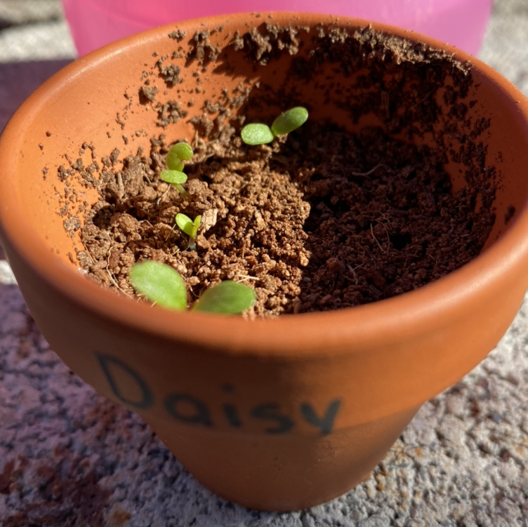 Terracotta pot labeled 'Daisy' with young seedlings emerging from the soil.