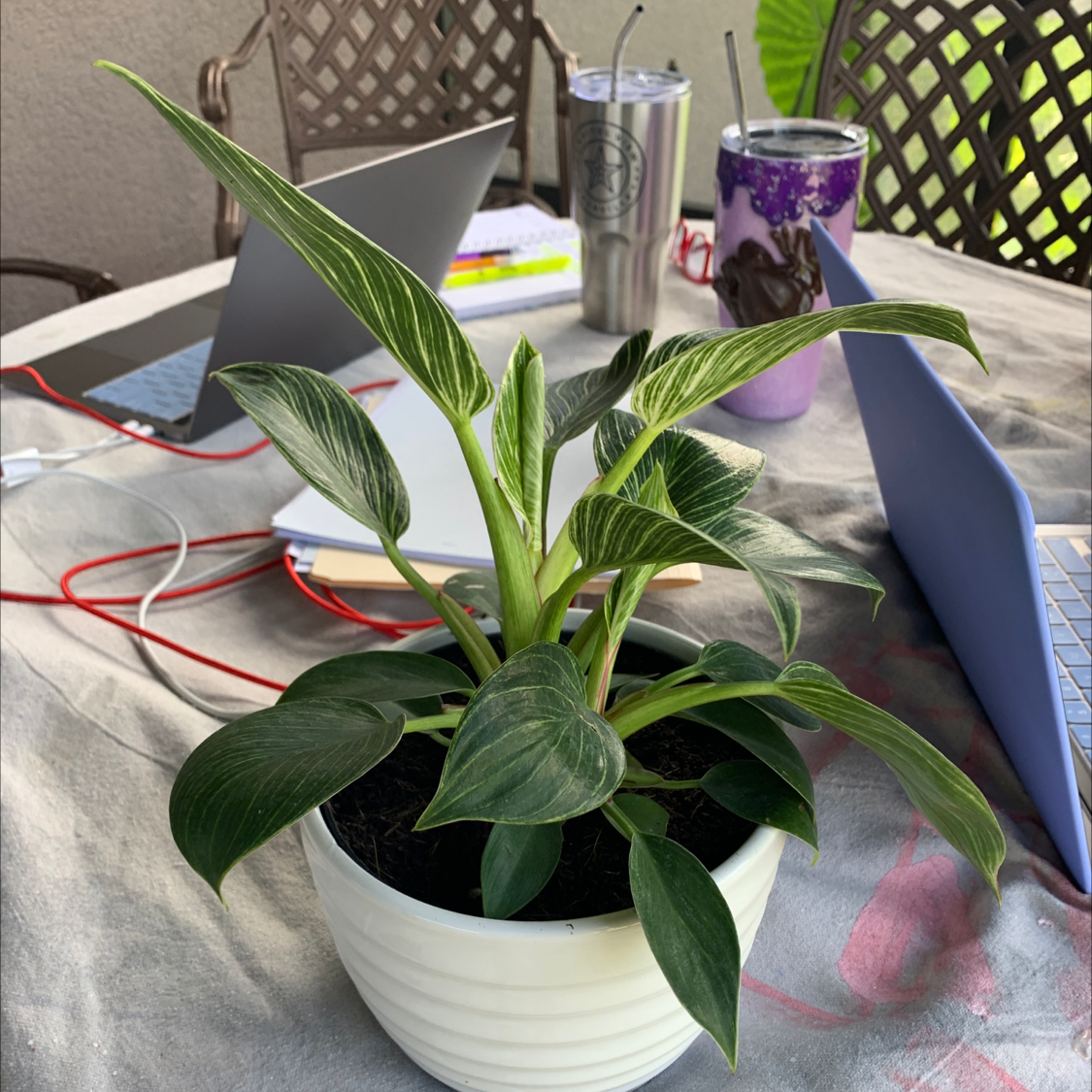 Philodendron Birkin plant photo by @cpburge named Bertha on Greg, the plant care app.