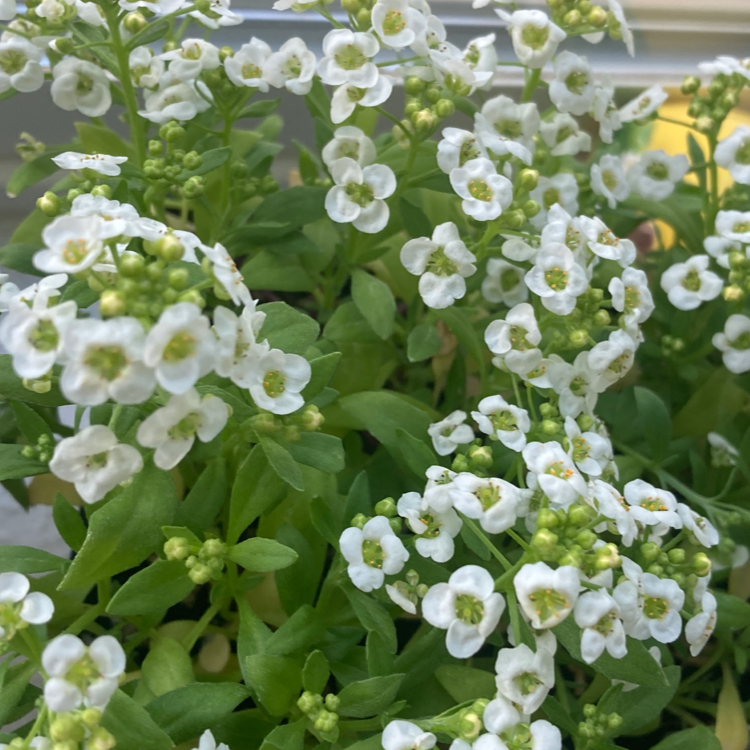 Healthy Sweet Alyssum plant with numerous small white flowers in full bloom and vibrant green leaves, well-framed and in focus.
