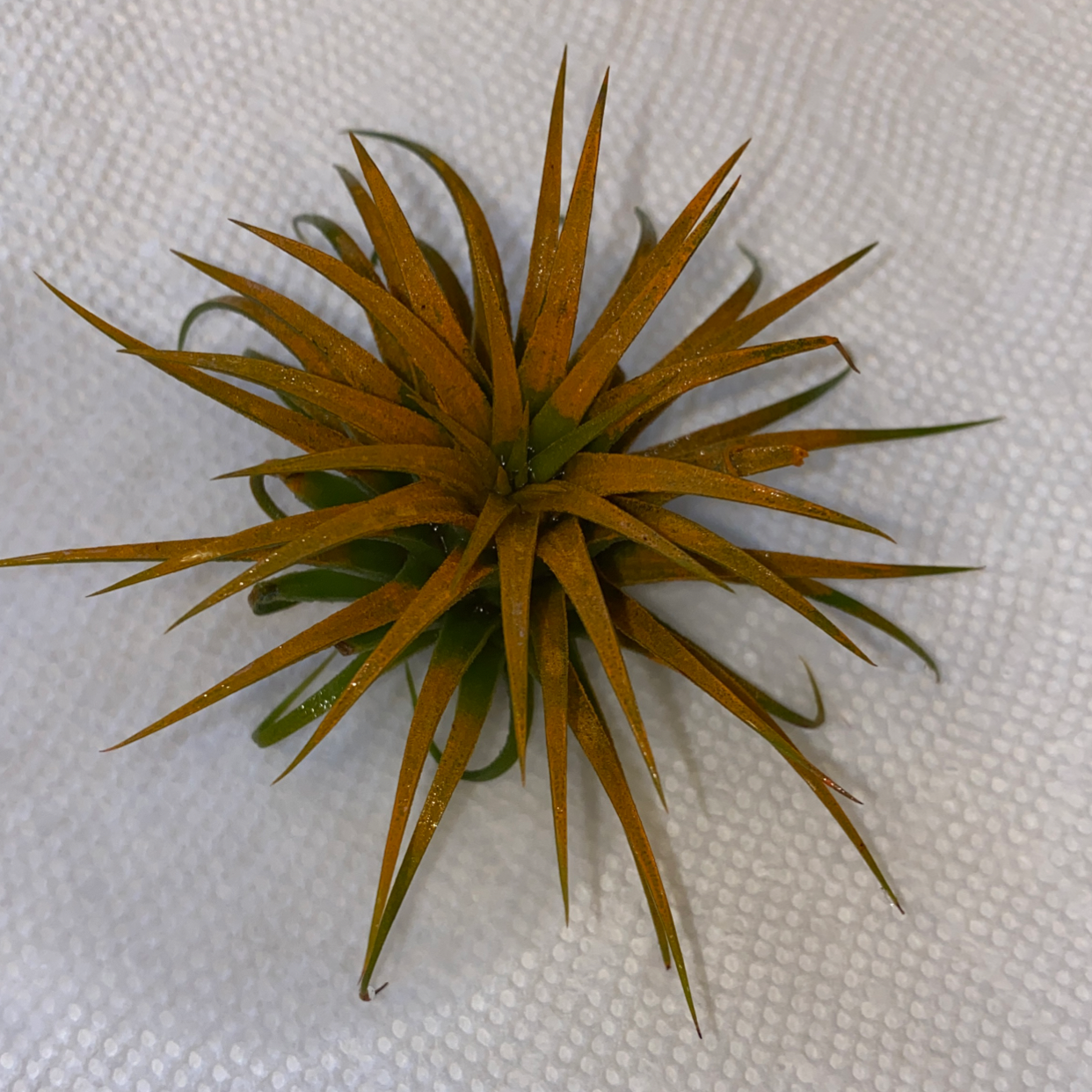 Tillandsia ionantha 'Guatemala' plant with browning leaves on a white textured background.
