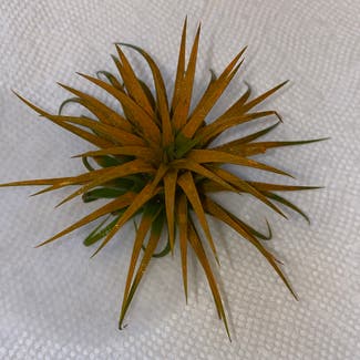 Tillandsia ionantha 'Guatemala' plant in Oliver Springs, Tennessee