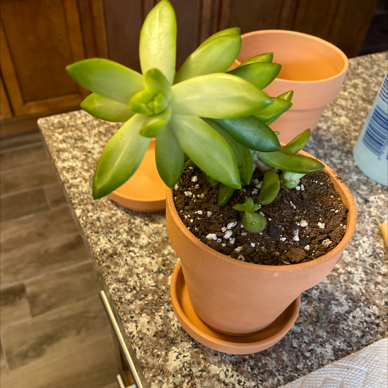 Sedum 'Firestorm' plant in a terracotta pot on a kitchen counter.