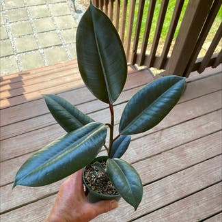 Rubber Plant plant in Oliver Springs, Tennessee