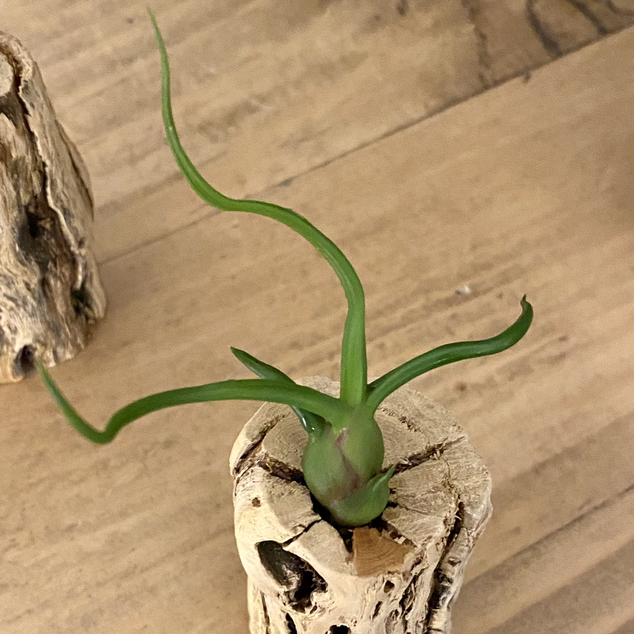 Bulbosa Air Plant plant photo by @TwistedThreads named Air plant on Greg, the plant care app.