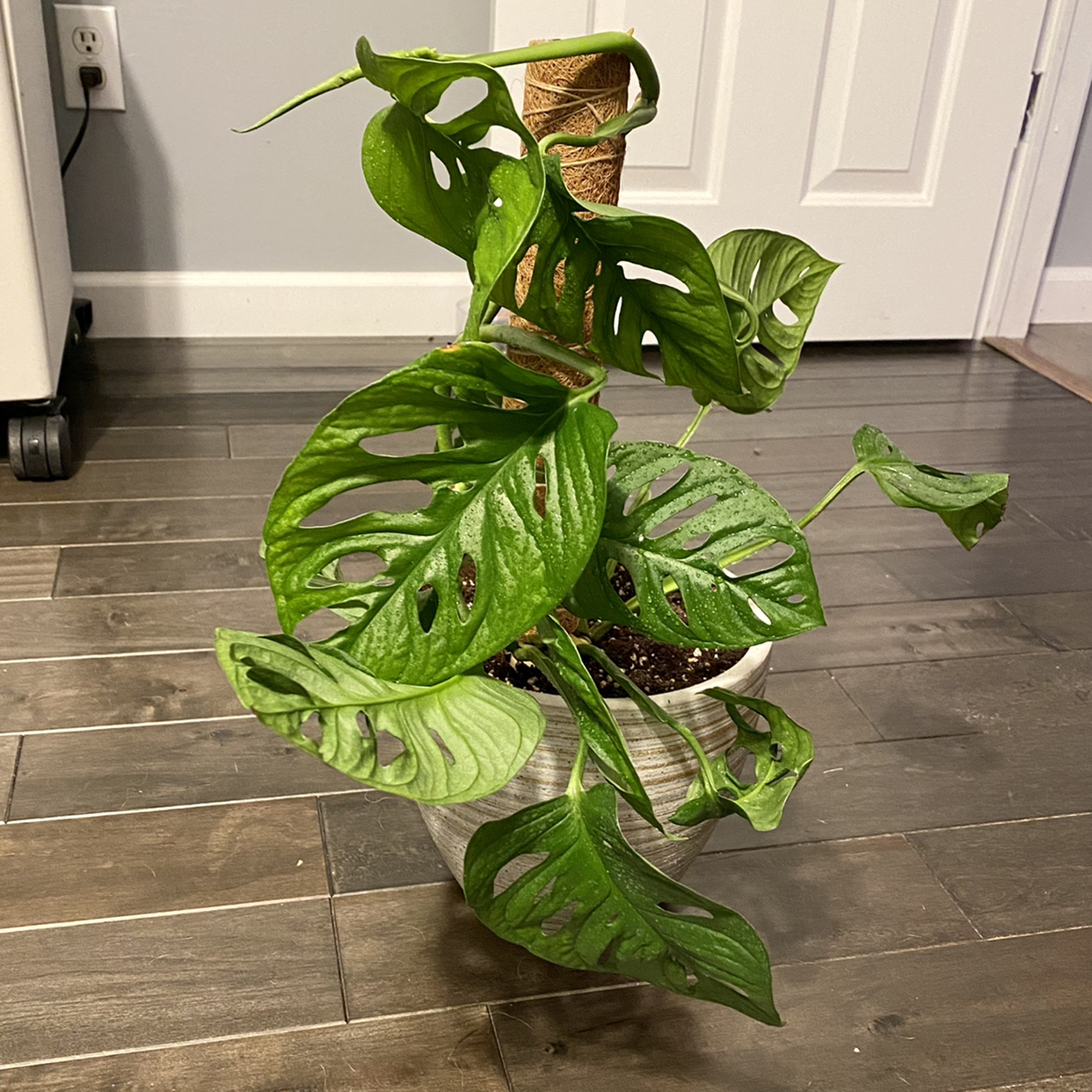Swiss Cheese Vine plant photo by @TwistedThreads named Swiss Cheese 1 on Greg, the plant care app.