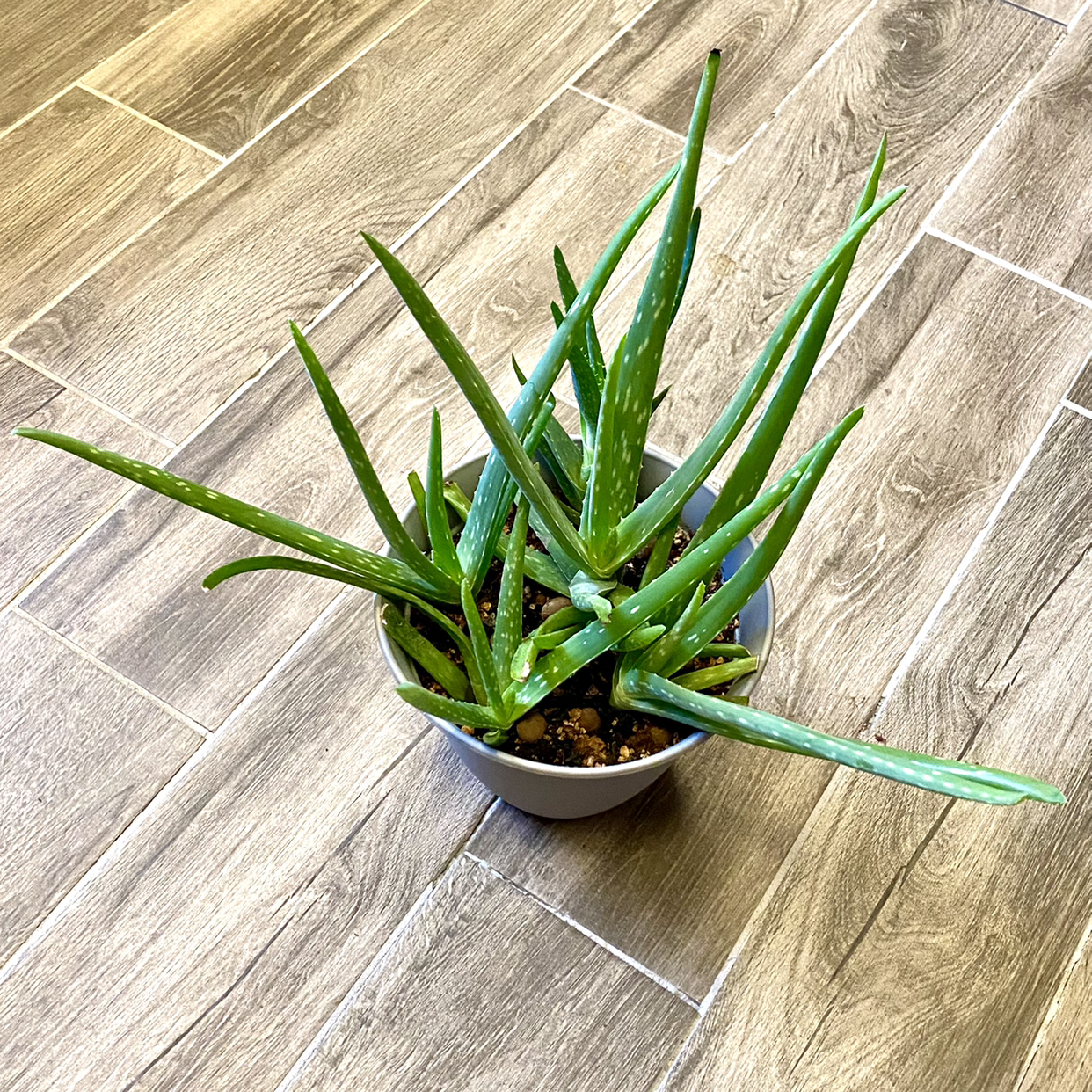 Aloe vera plant photo by @TwistedThreads named Survivor on Greg, the plant care app.