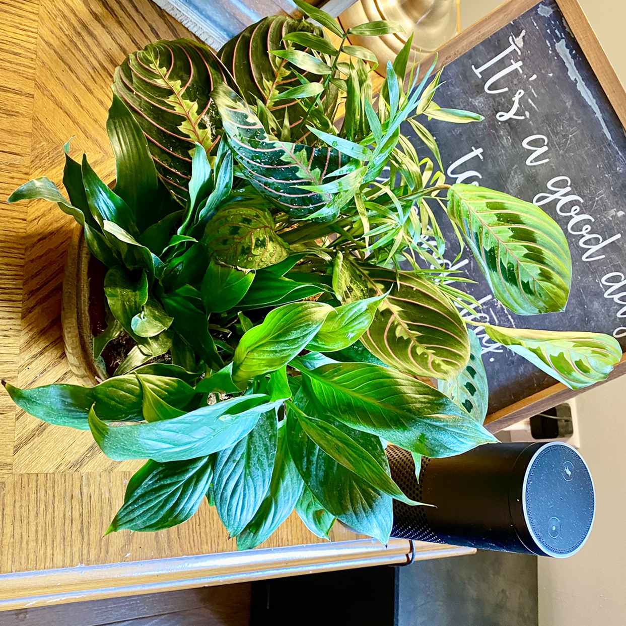 Parlour Palm plant photo by @TwistedThreads named Peace Lily, Maranta, Parlor Palm, Dracaena on Greg, the plant care app.