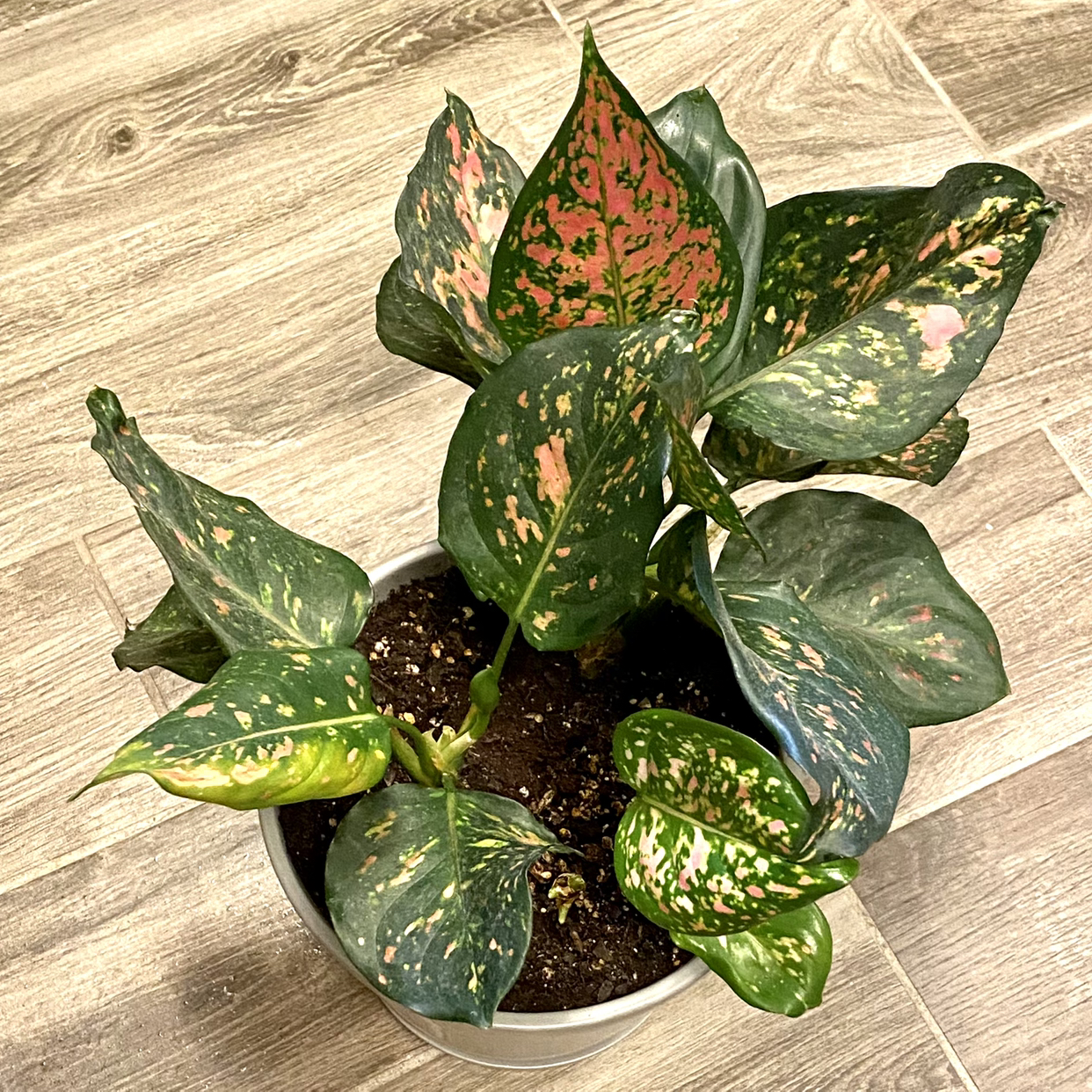 Pink Dalmatian Aglaonema plant photo by @TwistedThreads named Your plant on Greg, the plant care app.