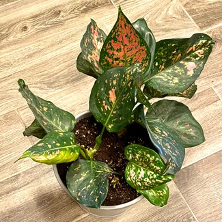 Pink Dalmatian Aglaonema plant in Oliver Springs, Tennessee