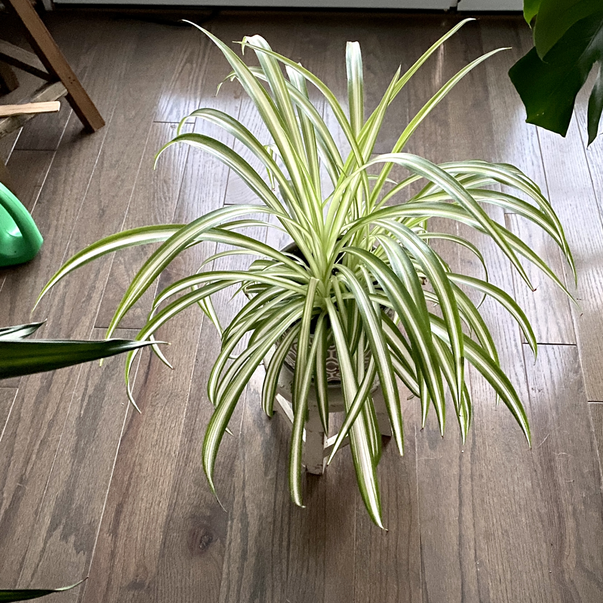 Spider Plant plant photo by @TwistedThreads named Spider Man on Greg, the plant care app.