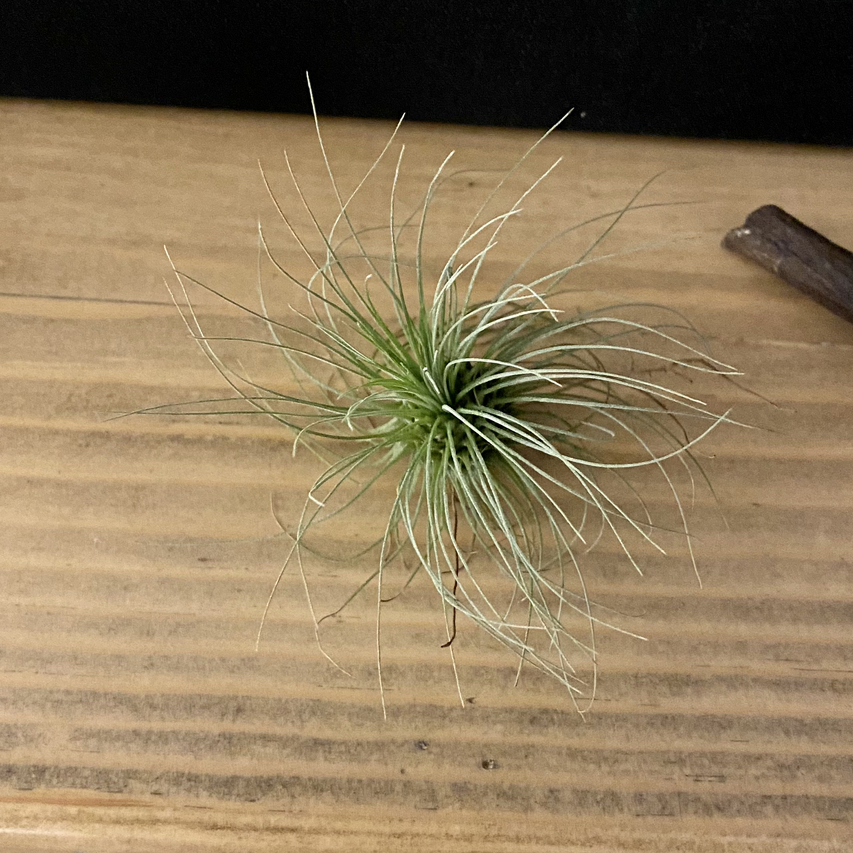 Tillandsia Juncea plant on a wooden surface, healthy and well-framed.