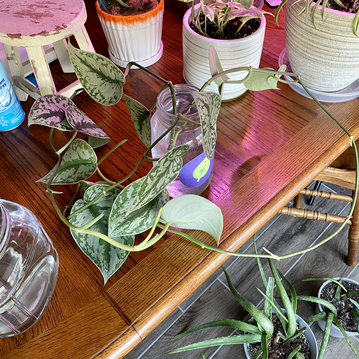 Satin Pothos plant photo by @TwistedThreads named Satin Pothos Propagation on Greg, the plant care app.