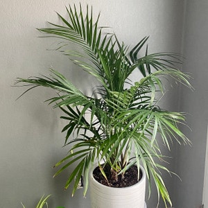 Kentia Palm plant photo by Kristygoldblatt named Pride n Joy on Greg, the plant care app.