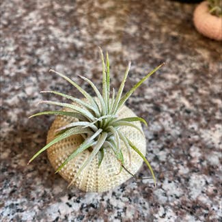 Air Plant plant in Oliver Springs, Tennessee