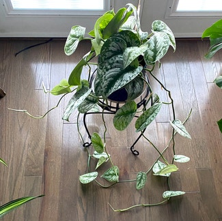 Satin Pothos plant in Oliver Springs, Tennessee