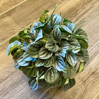 Emerald Ripple Peperomia plant in Oliver Springs, Tennessee