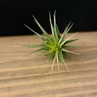 Air Plant plant in Oliver Springs, Tennessee