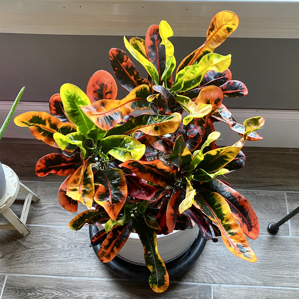 Gold Dust Croton plant photo by @TwistedThreads named Robin on Greg, the plant care app.