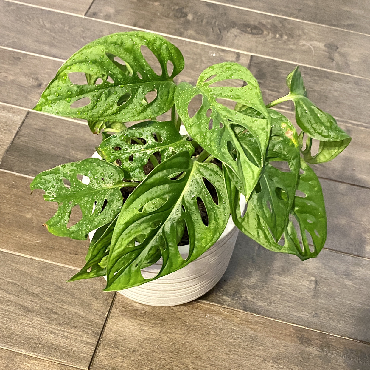 Swiss Cheese Vine plant photo by @TwistedThreads named Swiss Cheese 2 on Greg, the plant care app.