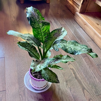 Dieffenbachia plant in Oliver Springs, Tennessee