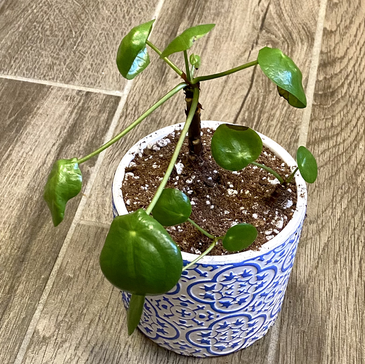 Chinese Money Plant plant photo by @TwistedThreads named Monkey See Monkey Do Rehab on Greg, the plant care app.