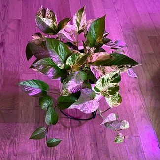 Marble Queen Pothos plant in Oliver Springs, Tennessee