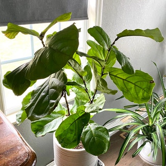 Fiddle Leaf Fig plant in Oliver Springs, Tennessee