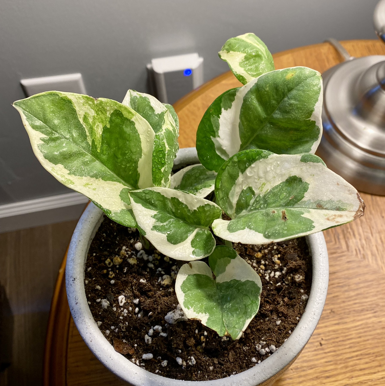 Taro Vine plant photo by @TwistedThreads named Pothos and devils ivy on Greg, the plant care app.