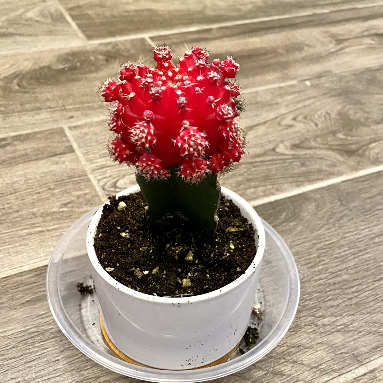Moon Cactus plant photo by @TwistedThreads named Moon Cactus on Greg, the plant care app.