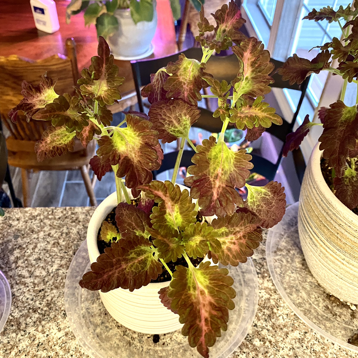 Coleus plant photo by @TwistedThreads named Coleus on Greg, the plant care app.