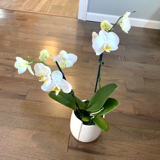 Phalaenopsis Orchid plant in Oliver Springs, Tennessee