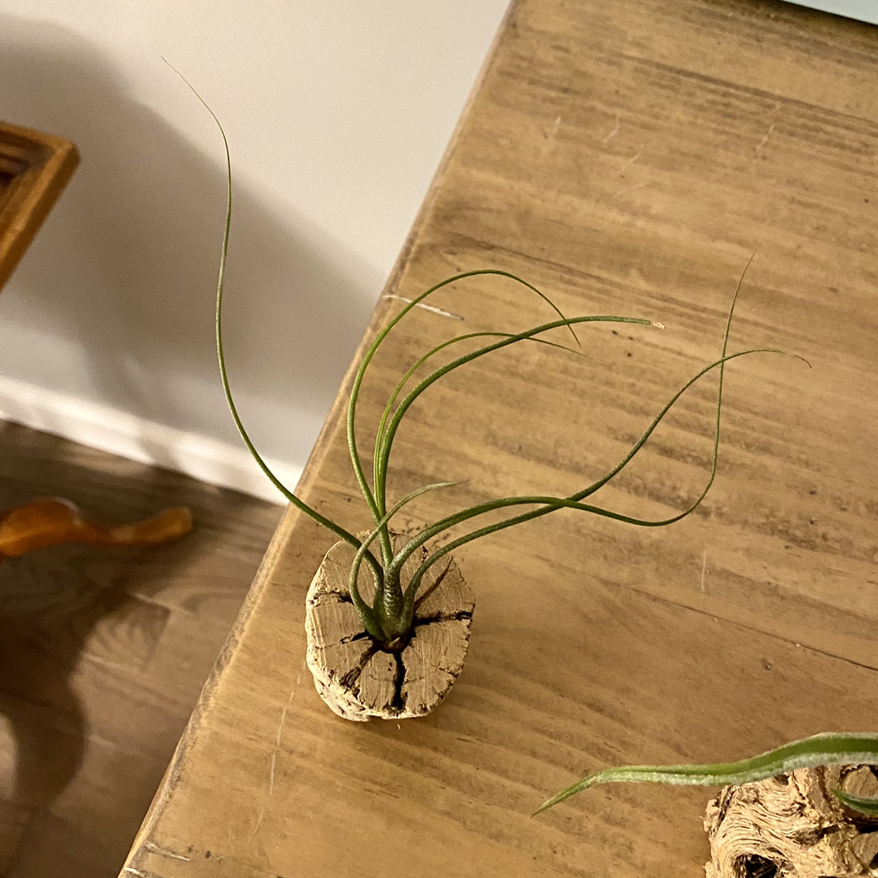 Bulbosa Air Plant on a wooden surface, appearing healthy with green leaves.