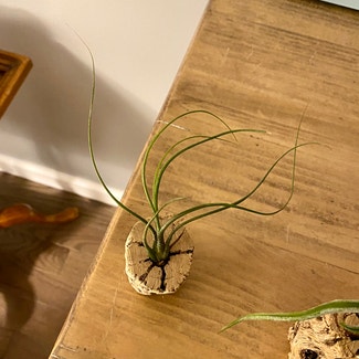 Bulbosa Air Plant plant in Oliver Springs, Tennessee