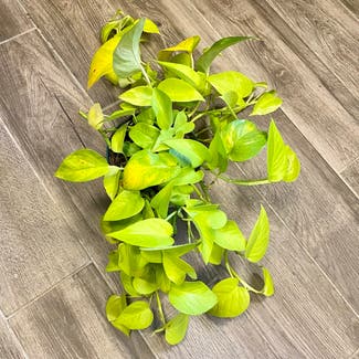 Golden Pothos plant in Oliver Springs, Tennessee
