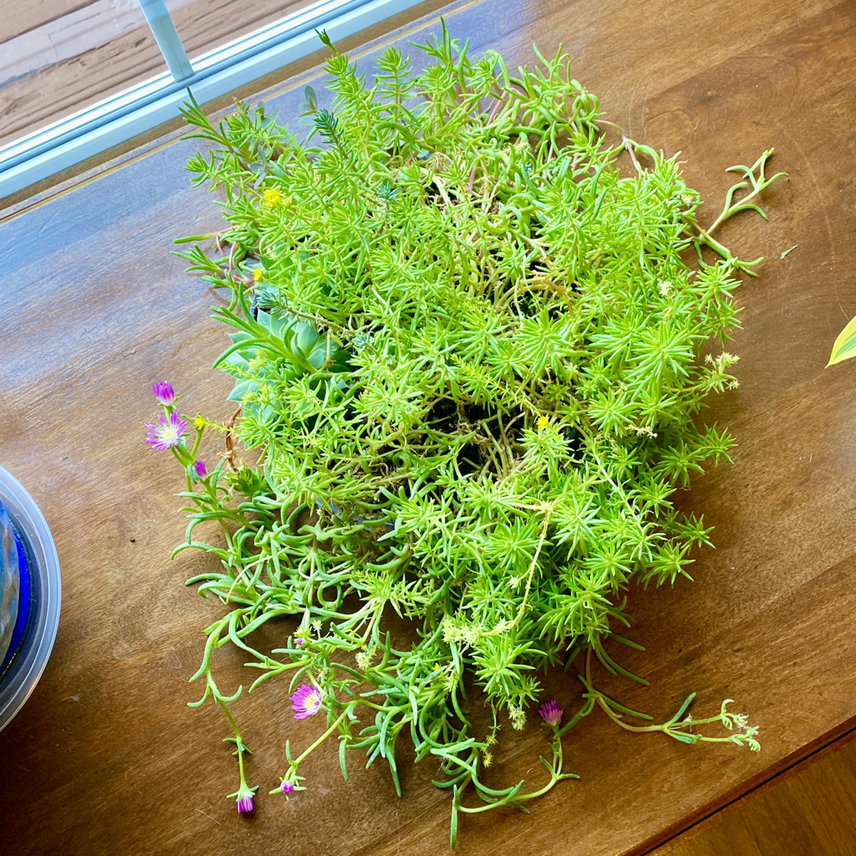 Iceplant plant photo by @TwistedThreads named Jenny’s Stonecrop, Mestoklema, Hen & Chick, Jade on Greg, the plant care app.