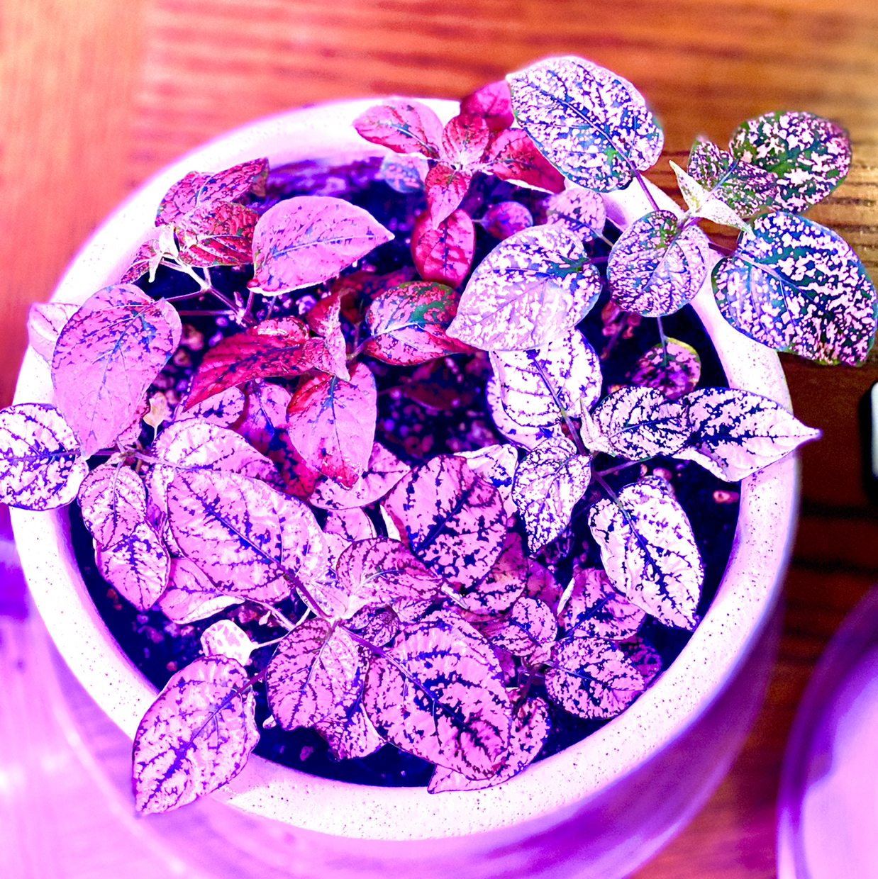 Polka Dot Plant plant photo by @TwistedThreads named Hypoestes on Greg, the plant care app.
