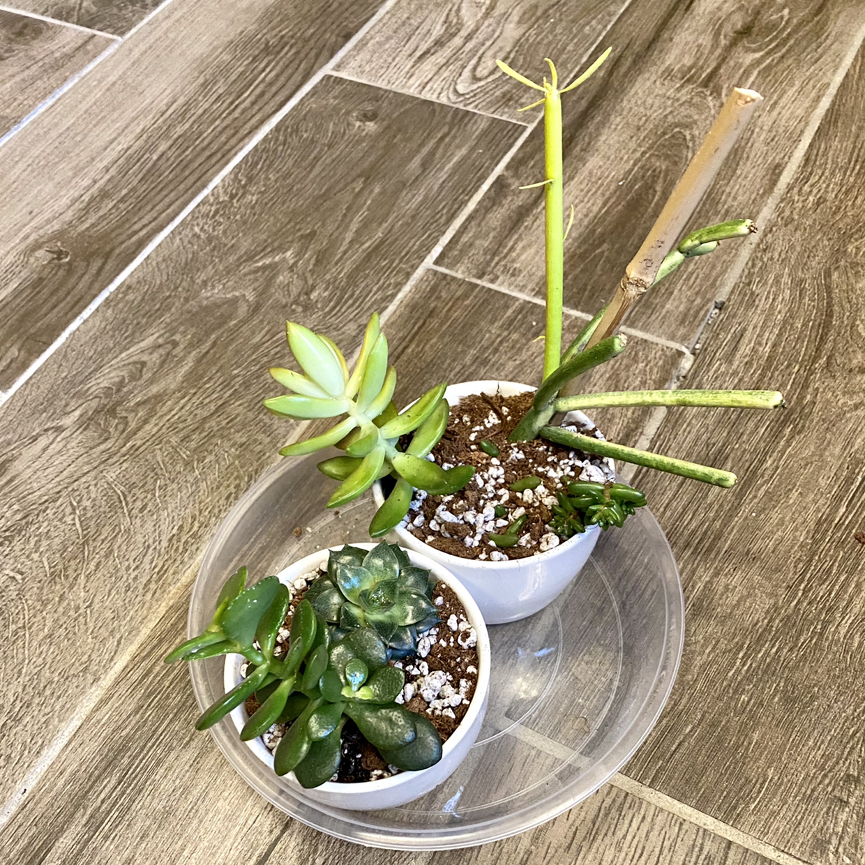 Lucky Plant plant photo by @TwistedThreads named Succulent Mix on Greg, the plant care app.