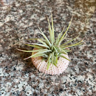 Blushing Bride Air Plant plant in Oliver Springs, Tennessee