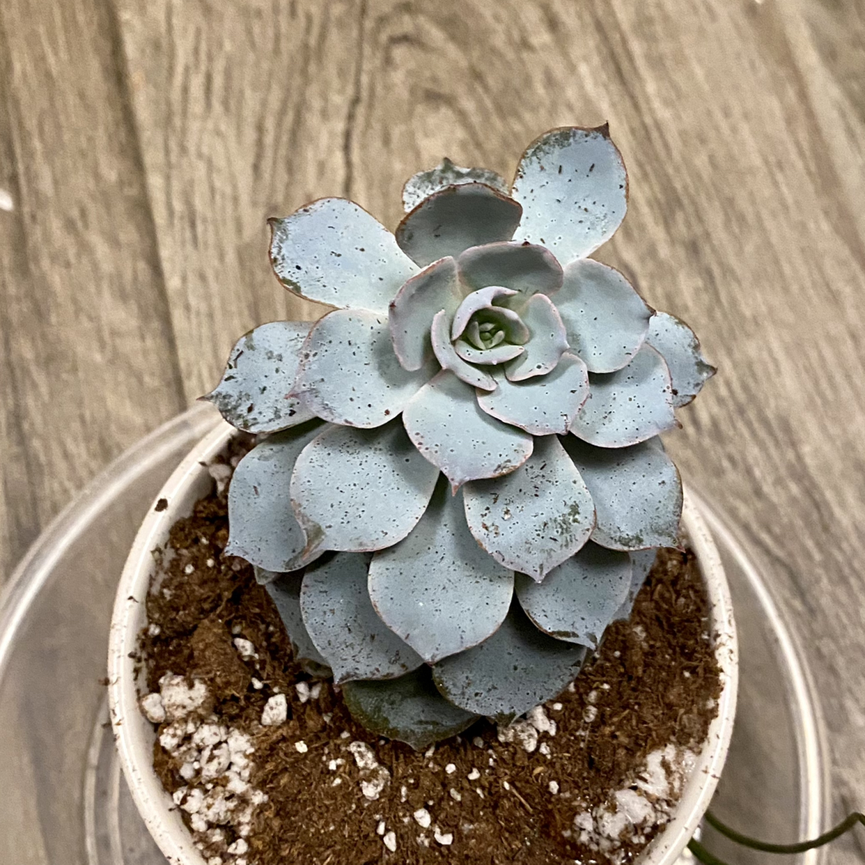 Mexican Snowball plant photo by @TwistedThreads named Ellie on Greg, the plant care app.