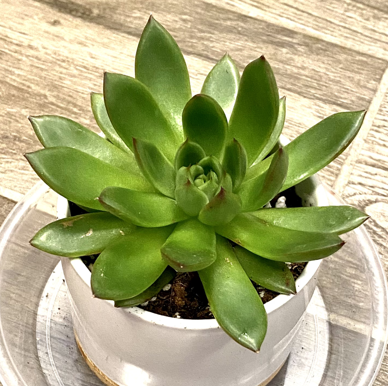 Lipstick Echeveria plant photo by @TwistedThreads named Daphnee on Greg, the plant care app.