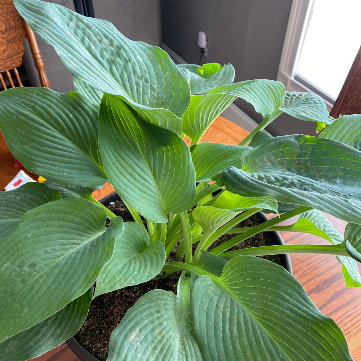 Healthy Siebold's Plantain Lily with vibrant green leaves in a pot.