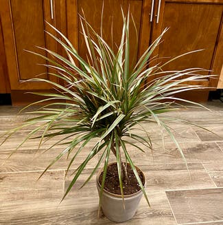 Madagascar Dragon Tree plant in Oliver Springs, Tennessee