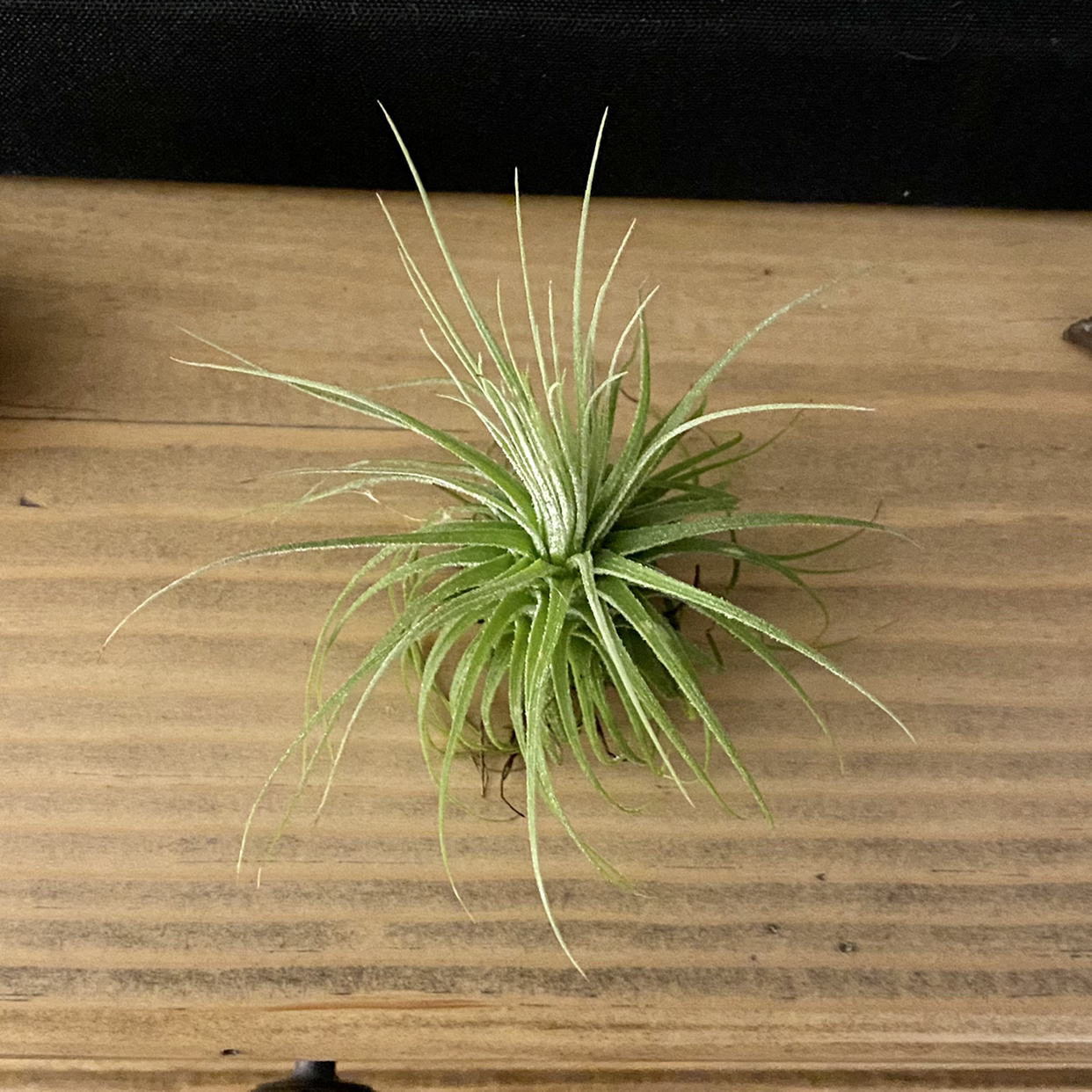 Small Ballmoss plant on a wooden surface, appearing healthy with green leaves.